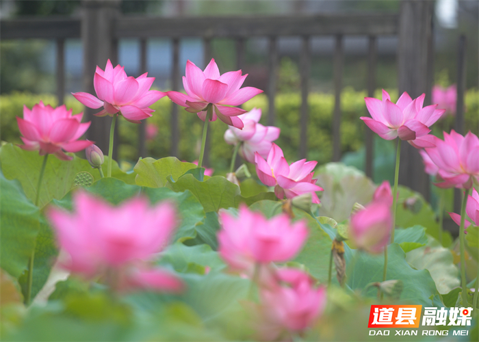 _DSC6945 拷贝_20260615104953_副本.jpg _DSC6945 拷贝_20260615104953_副本.jpg