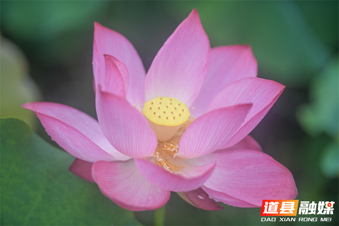 _DSC6880 拷贝_20260615105016_副本.jpg _DSC6880 拷贝_20260615105016_副本.jpg