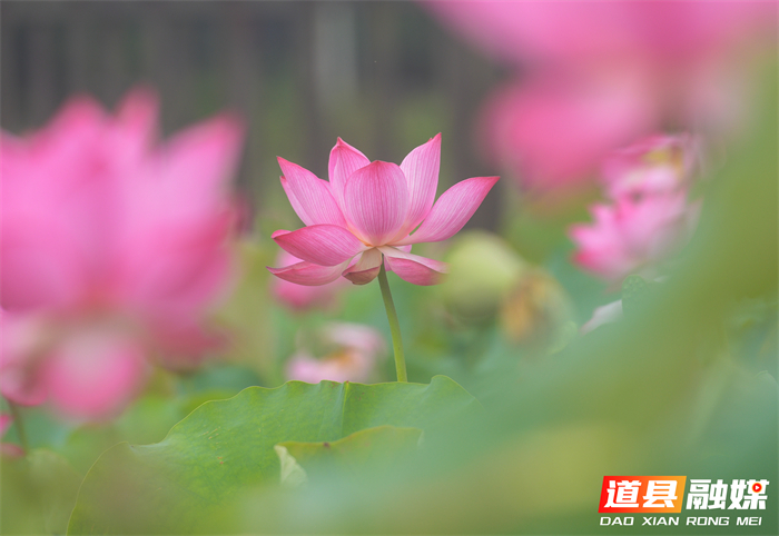 _DSC6930 拷贝_20260615104733_副本.jpg _DSC6930 拷贝_20260615104733_副本.jpg