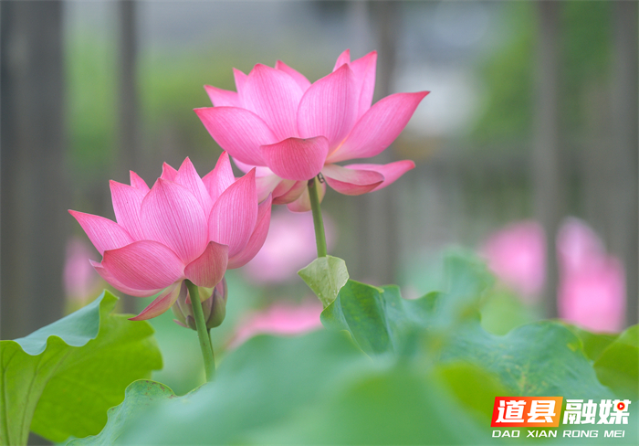 _DSC6926 拷贝_20260615104655_副本.jpg _DSC6926 拷贝_20260615104655_副本.jpg