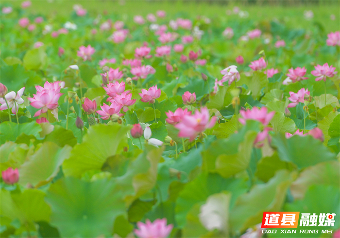 _DSC6921 拷贝_20260615104814_副本.jpg _DSC6921 拷贝_20260615104814_副本.jpg