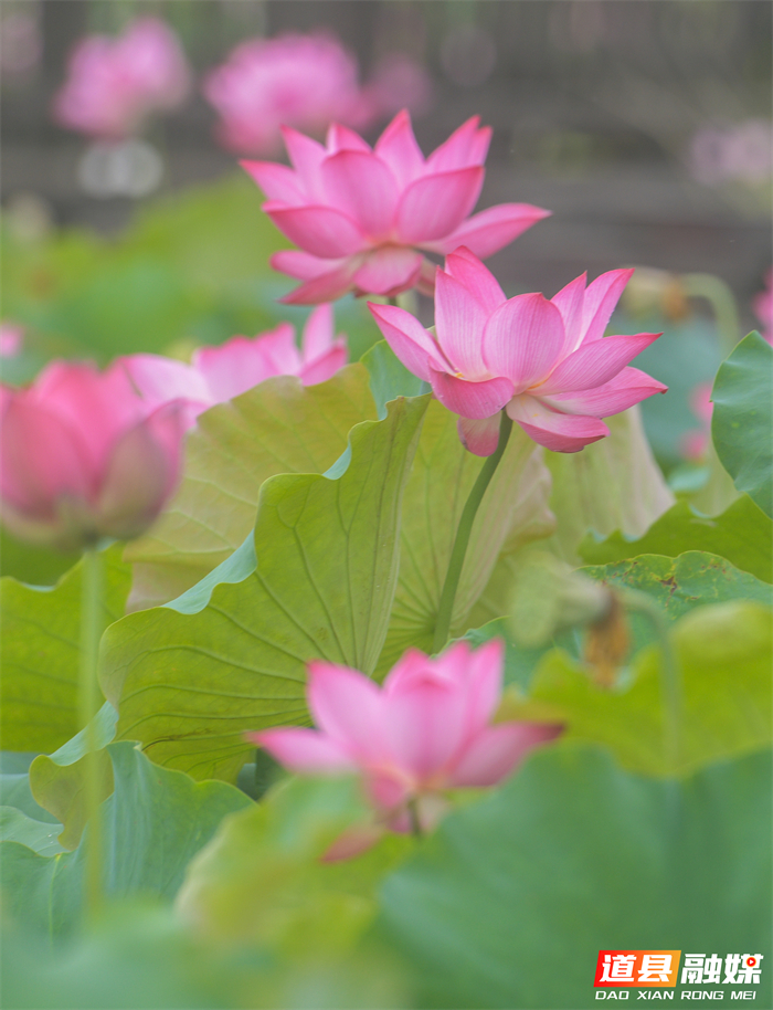 _DSC6933 拷贝_20260615104827_副本.jpg _DSC6933 拷贝_20260615104827_副本.jpg