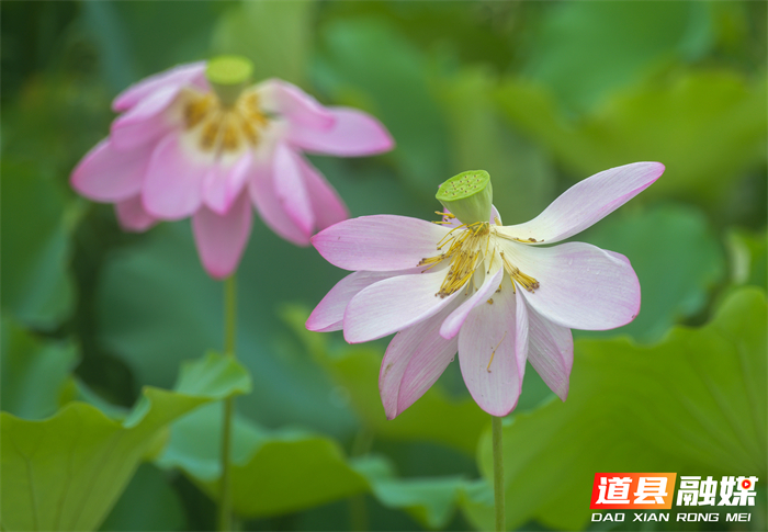 _DSC6911 拷贝_20260615104918_副本.jpg _DSC6911 拷贝_20260615104918_副本.jpg