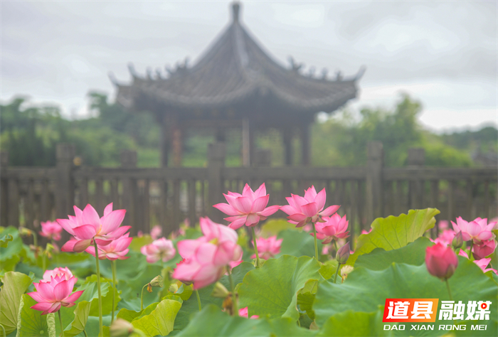 _DSC6970 拷贝_20260615105003_副本.jpg _DSC6970 拷贝_20260615105003_副本.jpg