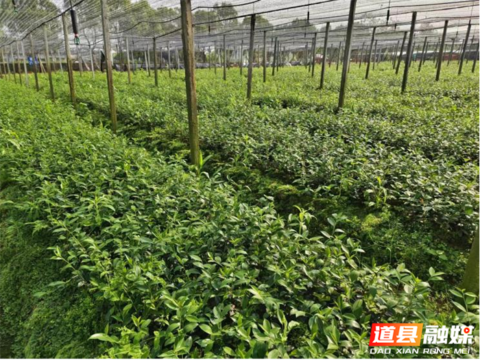 图片1_副本.png 图片1_副本.png