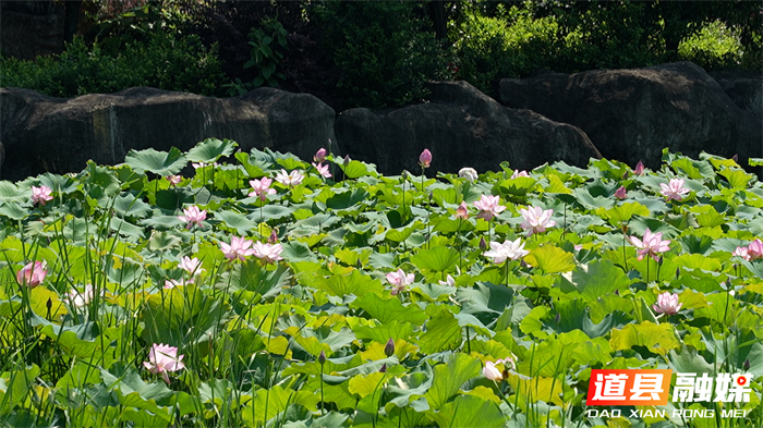 微信图片_2026-06-02_102724_928_副本1.jpg