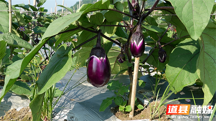 微信图片_2026-06-02_103915_673_副本1.jpg 微信图片_2026-06-02_103915_673_副本1.jpg