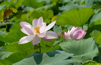 道县：一池荷花开正好 故里夏日景怡人
