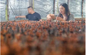湖南道县：设施大棚种出致富菌