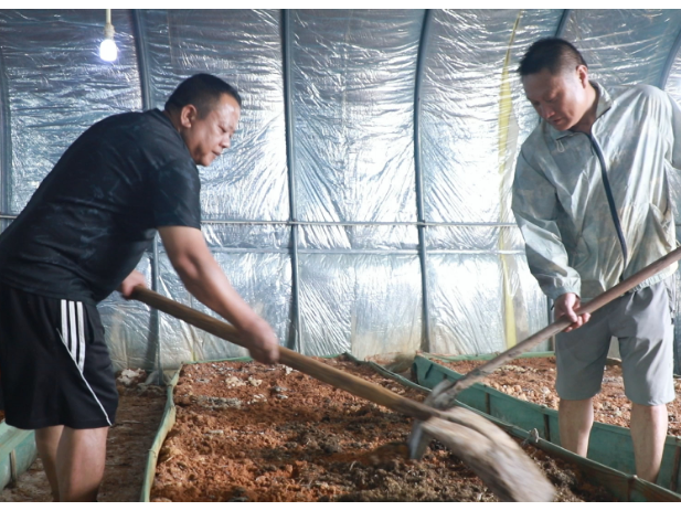 道县：蘑菇基地管护忙  精心呵护待丰收
