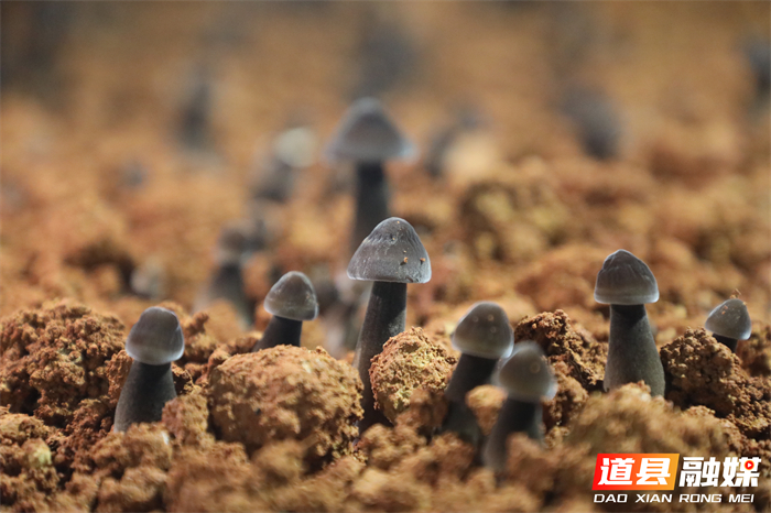 微信图片_2026-06-24_162724_678_副本.jpg