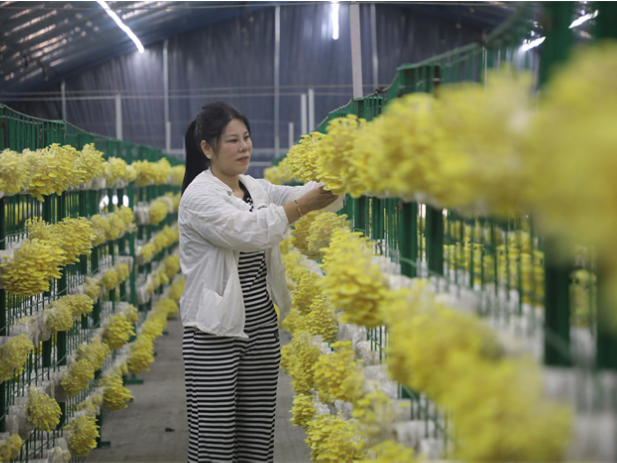 道县：设施大棚种出致富菌