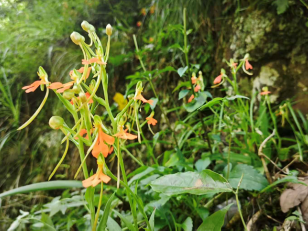 珍稀野生植物“飞机兰”新现身道县洪塘营乡