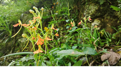 珍稀野生植物“飞机兰”新现身道县洪塘营乡