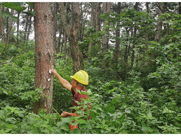 道县：三级联动 把好林业有害生物防控关口
