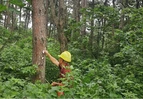 道县：三级联动 把好林业有害生物防控关口