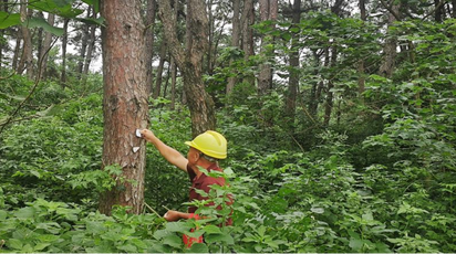 道县：三级联动 把好林业有害生物防控关口
