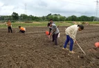 道县：秋种藠头正当时 稻蔬轮作一地三收激活田亩效益