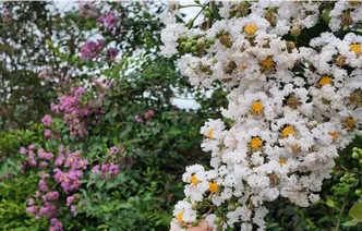 道县野竹福村：紫薇盛放乡道成“花廊”
