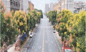 视频|道县：秋日栾树绽芳华 花果同树扮靓街巷