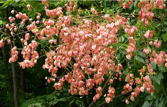 道县：秋日栾树绽芳华 花果同树扮靓街巷