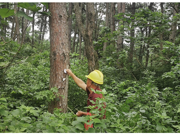 道县三级联动把好林业有害生物防控关口