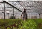 道县：智慧大棚“育秧+种菜”轮作增效 闲置资产变身“四季致富棚”