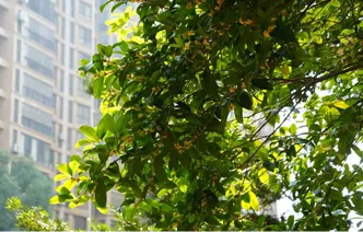 道县：金秋桂花开 满园馥郁染秋光