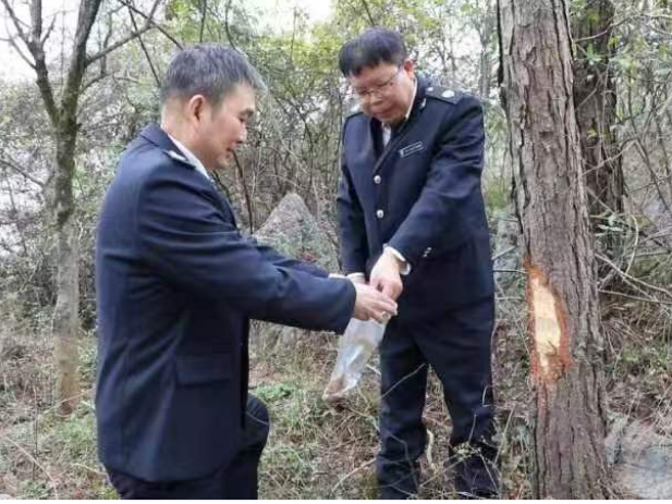 道县加强植物检疫保护森林安全
