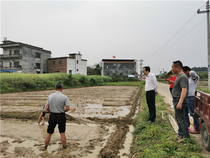 0331罗锴调研指导万家庄街道千亩示范片粮食生产工作.jpg