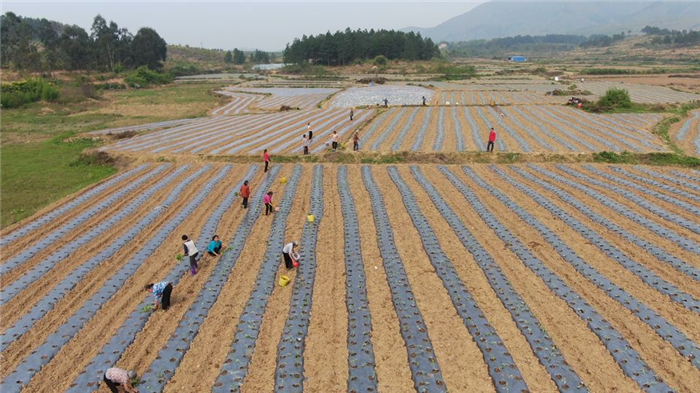 0408道县：辣椒“订单式”种植助农增收01.jpg