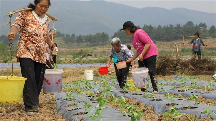 0408道县：辣椒“订单式”种植助农增收03.jpg