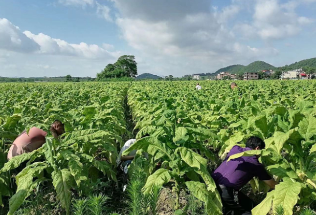 为群众办实事：道县审计局组织干部职工帮助烟农采摘烟叶