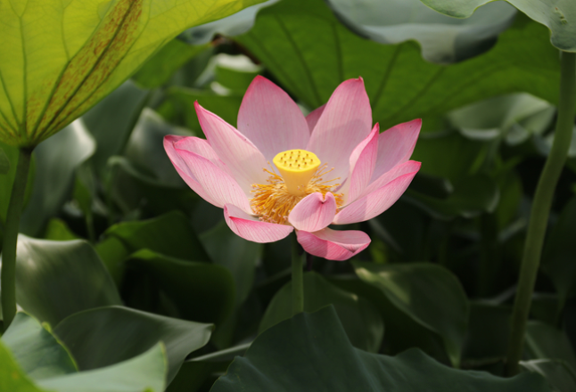 道县双塘：夏日荷花如画