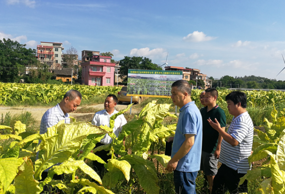 甘肃烟草工业有限责任公司到道县开展烤烟生产田间鉴评会