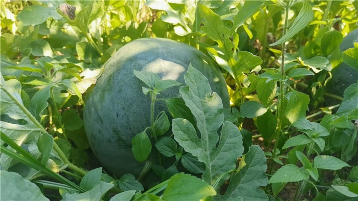 0715千年打卡美食——道州红瓜子 (6).jpg