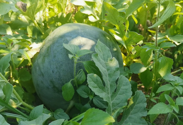 千年打卡美食——道州洗籽瓜