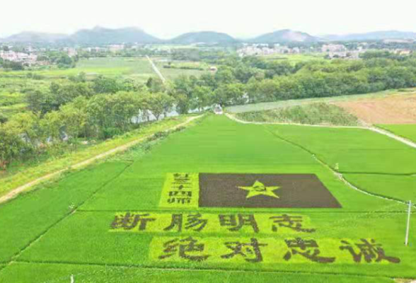 道县：弘扬红色精神 彩色稻田画献礼建党百年