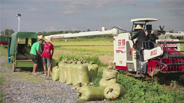 0709道县：27万亩早稻开镰 进入“双抢”模式02.jpg