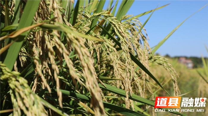 1010道县：一片金黄！27.5万亩晚稻丰收在即04.jpg