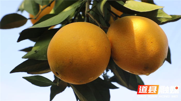1107道县：20多万亩脐橙“甜蜜”上市01_副本.bmp