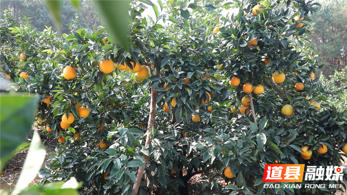 1107道县：20多万亩脐橙“甜蜜”上市03_副本.bmp