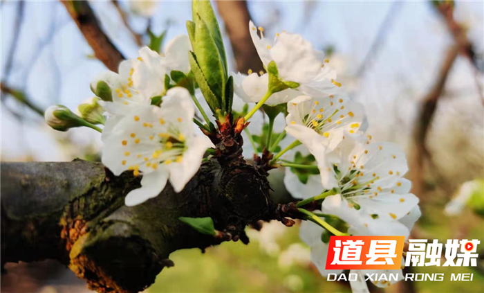 道县梅花镇虎头牌村：李花怒放一树白。（田治排 摄影）