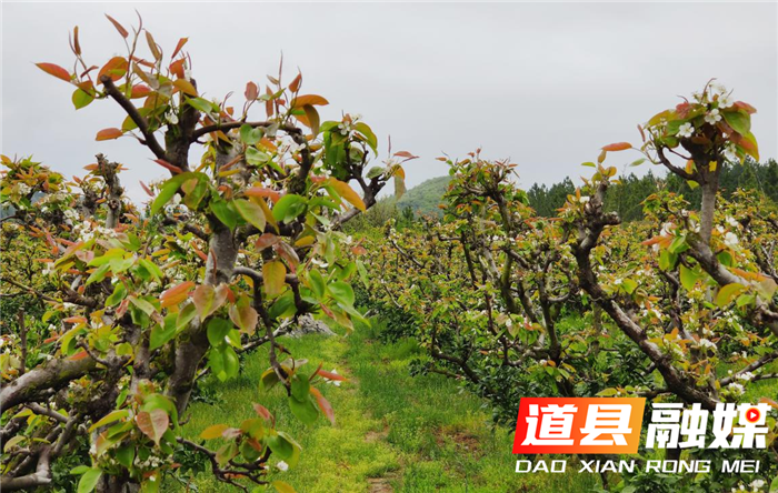 道县梅花镇赤源村梨花盛开，洁白似雪的梨花，素净淡雅，团团簇簇，争相斗艳。（田治排 摄影）