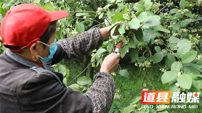 0408道县：“柚”到花开季 人工授粉忙04_副本.jpg