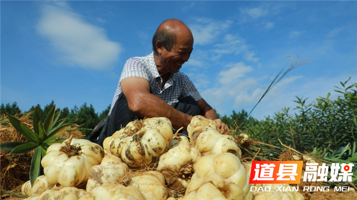 0722道县：百合大丰收 荒土地里刨出“金疙瘩”02_副本.jpg