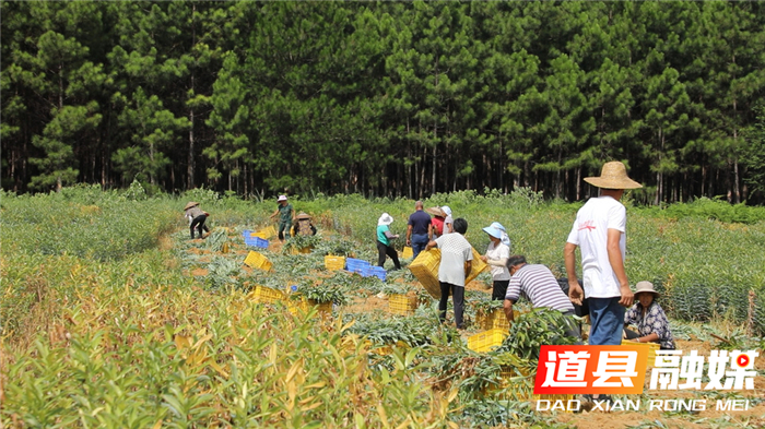 0722道县：百合大丰收 荒土地里刨出“金疙瘩”04_副本.jpg