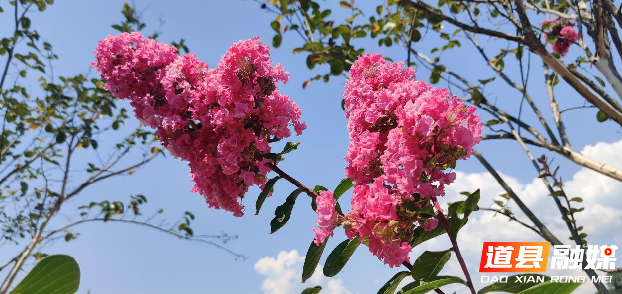 8月24日，道县猫儿山育苗基地里，千株红色的紫薇花烂漫绽放，花团锦簇惹人醉，成为秋日里一道美丽的风景。（田治排/摄）