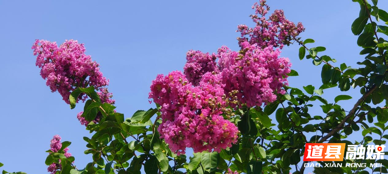 8月24日，道县猫儿山育苗基地里，千株红色的紫薇花烂漫绽放，花团锦簇惹人醉，成为秋日里一道美丽的风景。（田治排/摄）