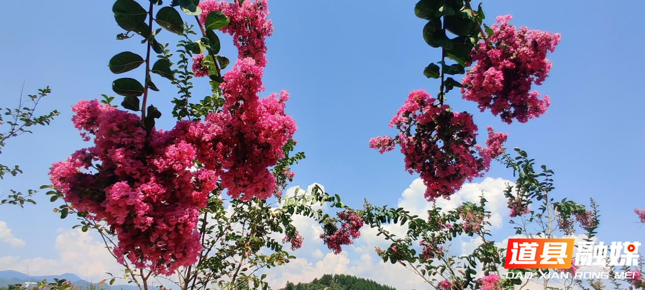 8月24日，道县猫儿山育苗基地里，千株红色的紫薇花烂漫绽放，花团锦簇惹人醉，成为秋日里一道美丽的风景。（田治排/摄）